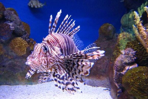 Рыба Крылатка