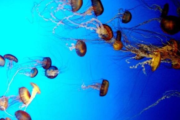 Морские медузы в глубине вод океана